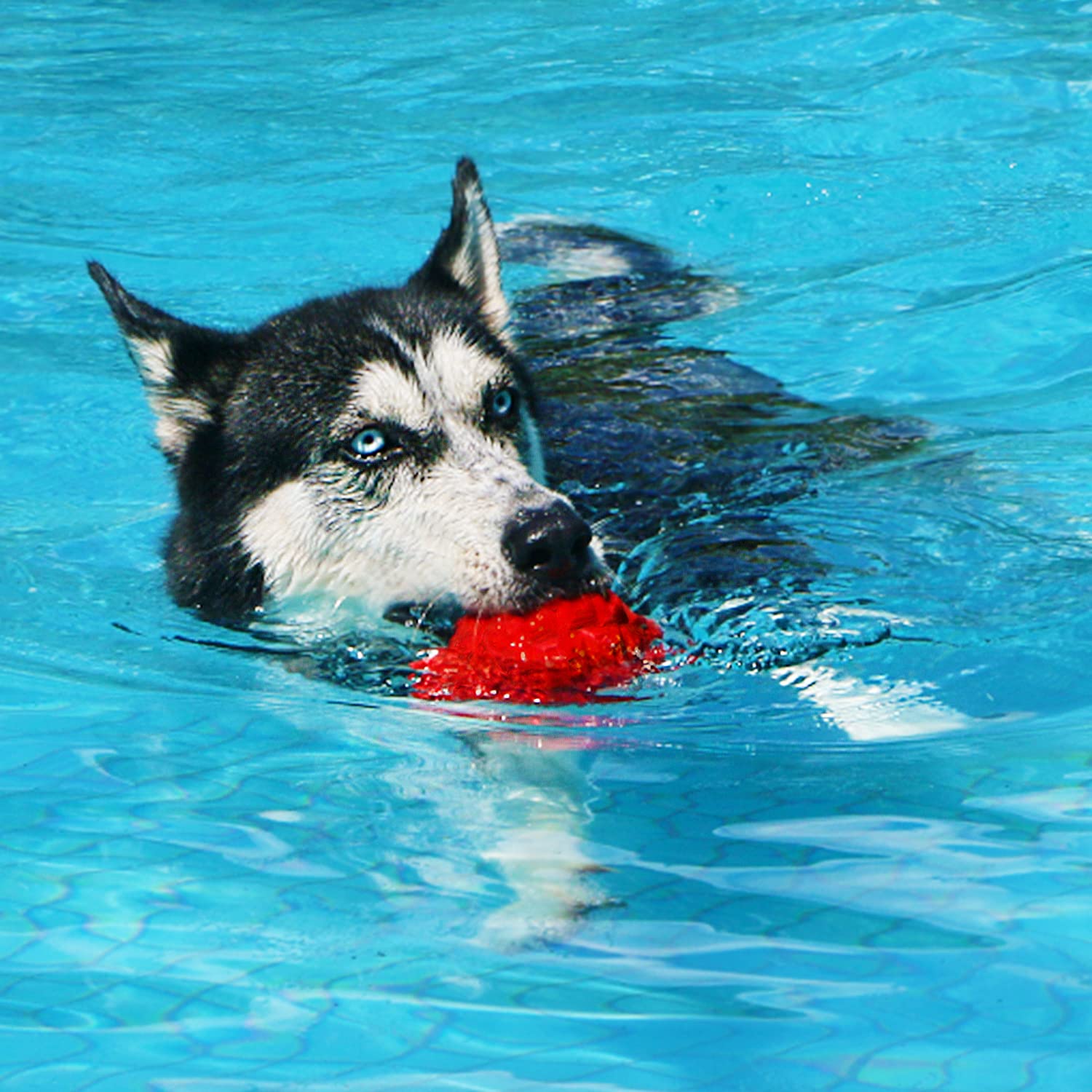 YILAKO turtle toy demonstrates safe chew and mental stimulation