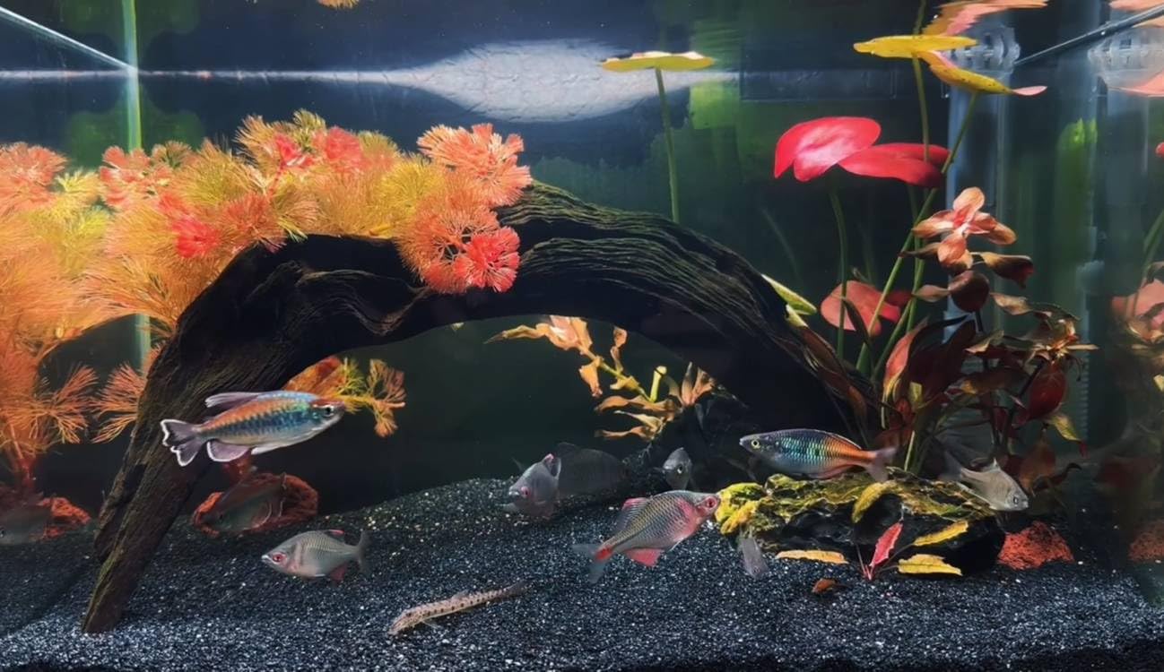 YISZM Aquarium Sand terrarium craft use adds texture and color to projects.