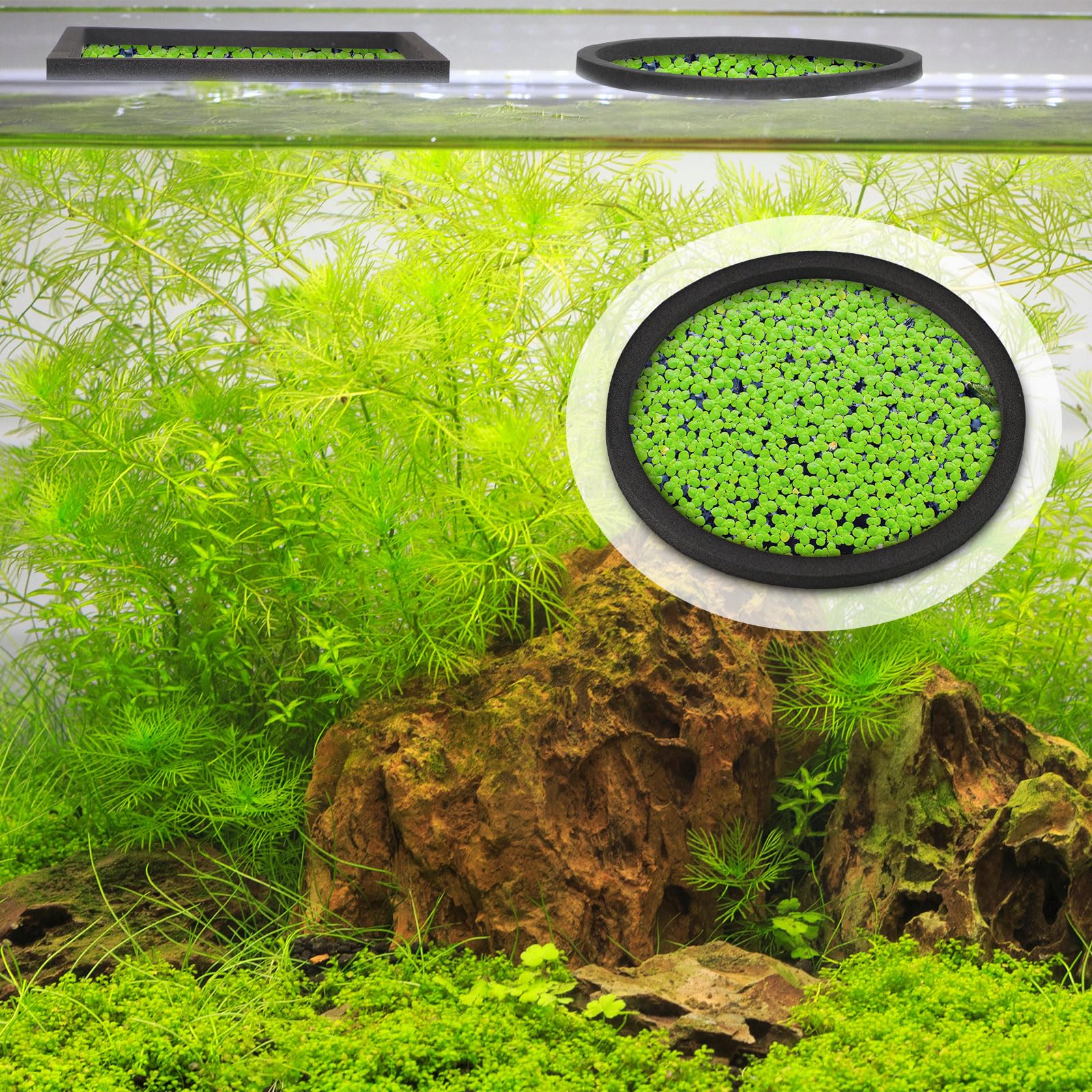 Yiyiring rings arranged in a tank to separate areas and reduce drift.
