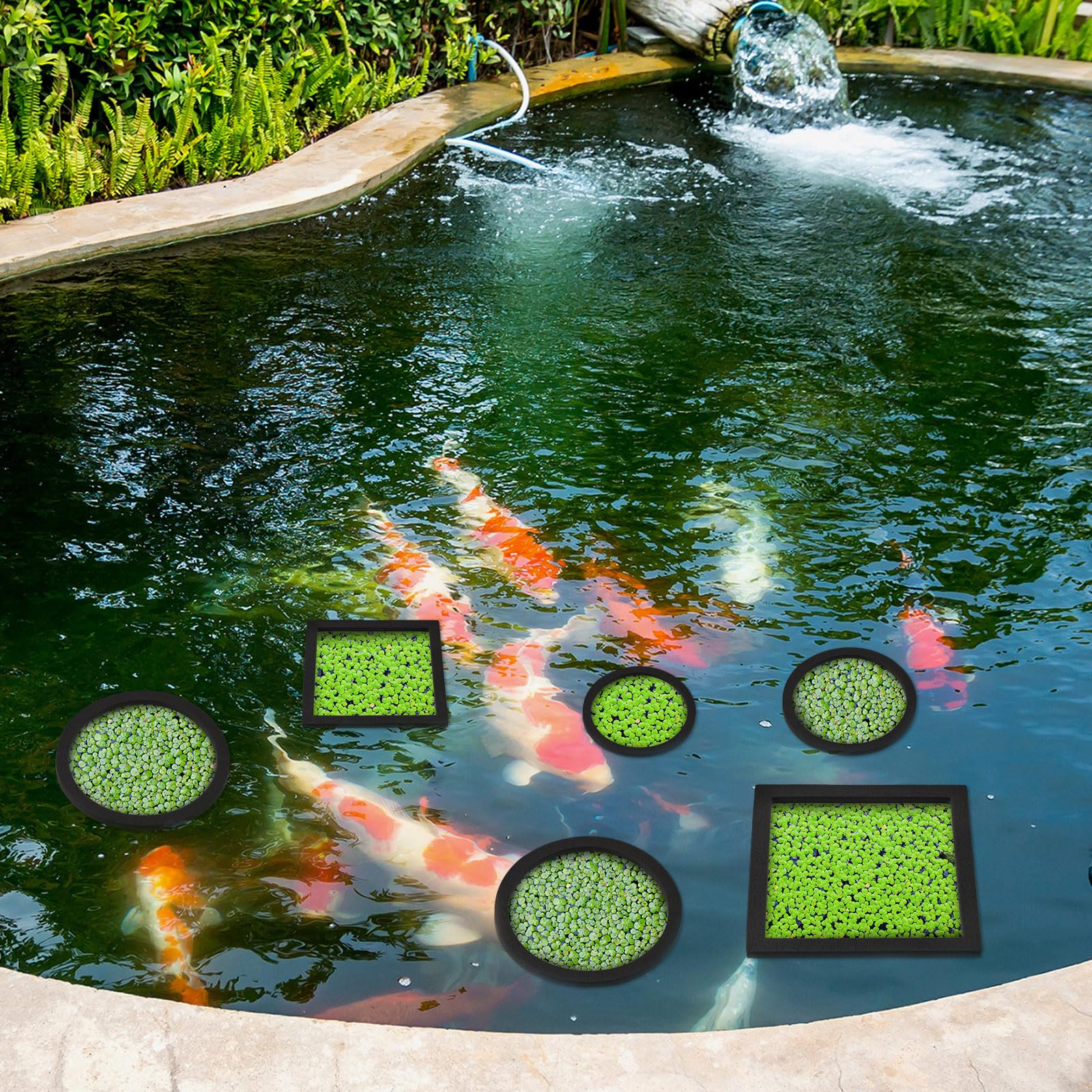 Yiyiring rings used as feeding rings to limit wandering food in the tank.