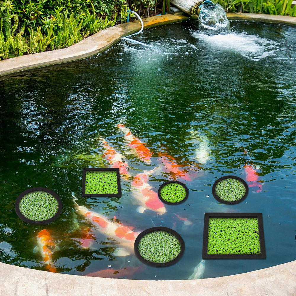 Yiyiring rings used as feeding rings to limit wandering food in the tank.