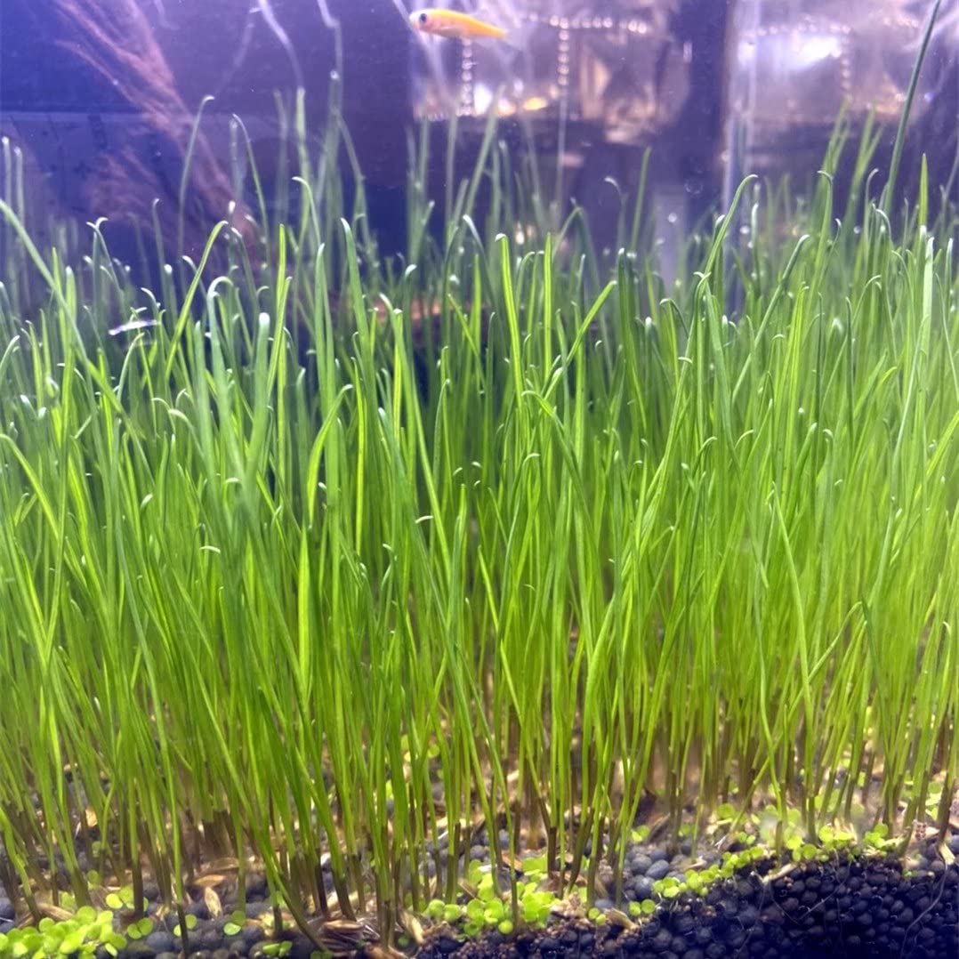YIZIMONA planted-tank forest scene highlights dense greenery and natural hiding spots