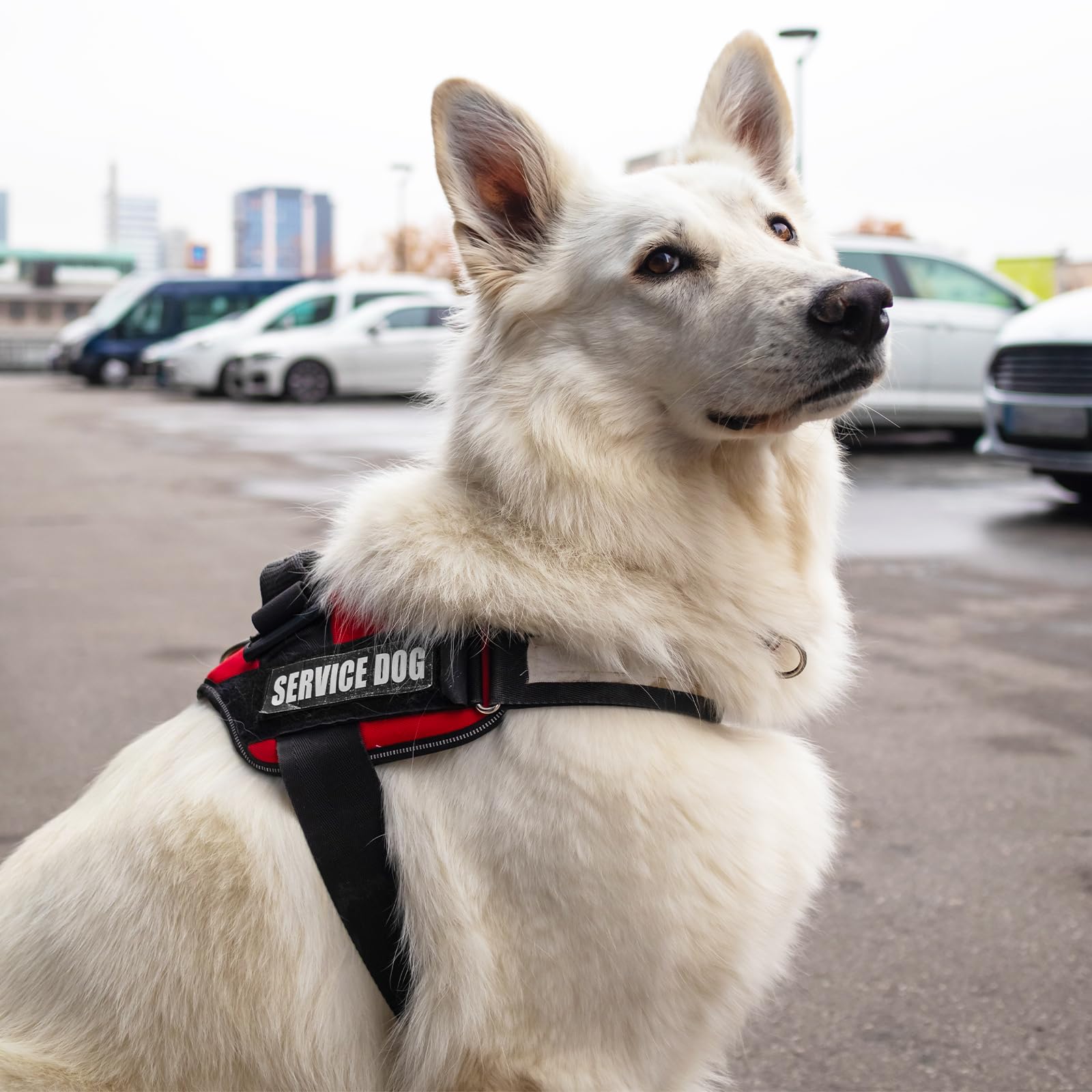 Ymapinc service dog patch size 11x3 cm for harness or collar