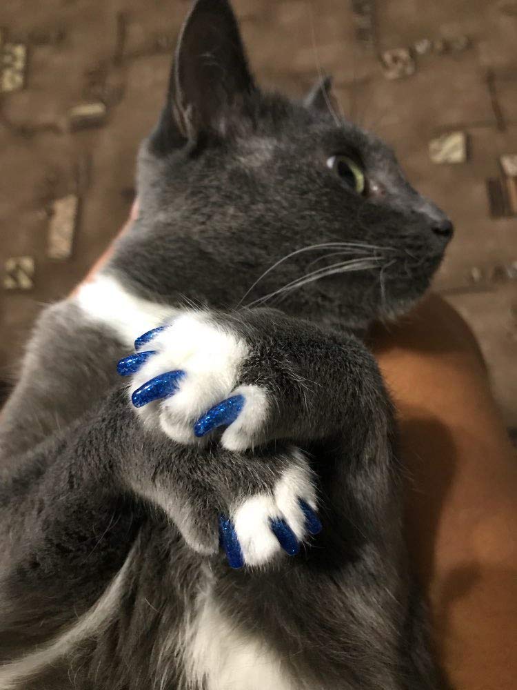 YMCCOOL cat nail caps on paws ready for day-to-day protection.