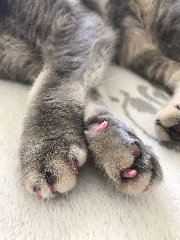 YMCCOOL cat nails trimming steps shown as prep before application.