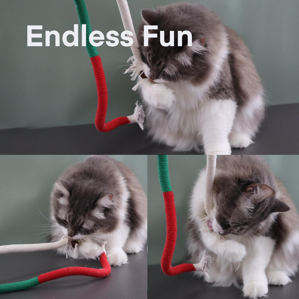 Yomvwavo interactive play scene shows bonding moments between owner and cat.