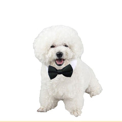 Yosbabe faux-gold-chain adds glamorous flair to pet outfits.