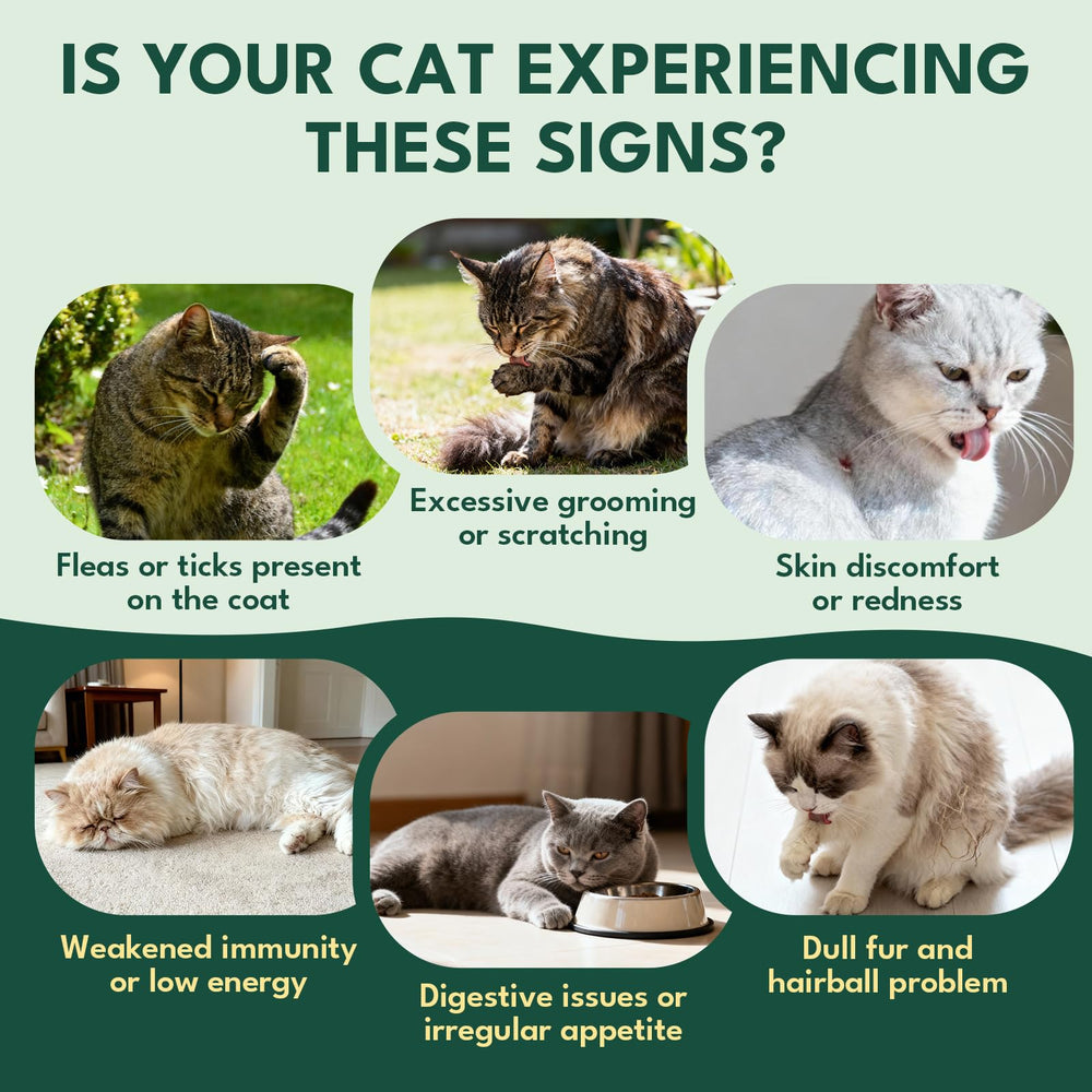 Creamy cheese core reveal in YOTANGO chews for palatable daily care