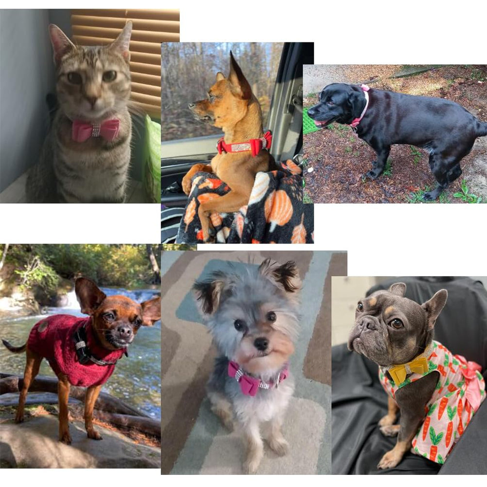 YOUALSO Blue Bling leash set coordinates for a polished look