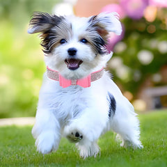 YOUALSO Bow tie crystal detail collar adds glam during holidays and parties.