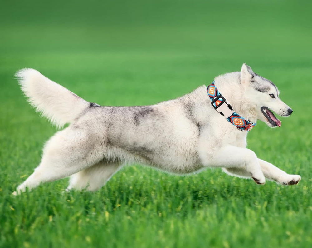 YOUALSO Boy Dog Collar worn on dog during walks soft and secure