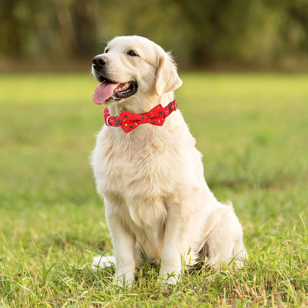YOUALSO dog collar buckle closeup improves security during daily walks.