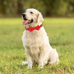 YOUALSO dog collar buckle closeup improves security during daily walks.