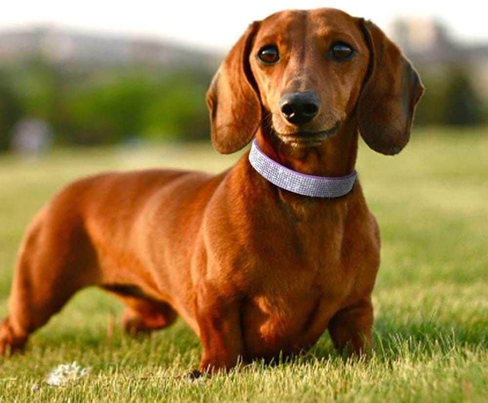 YOUALSO dog leash set worn on medium dog, showcasing adjustable fit and comfort