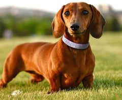 YOUALSO dog leash set worn on medium dog, showcasing adjustable fit and comfort