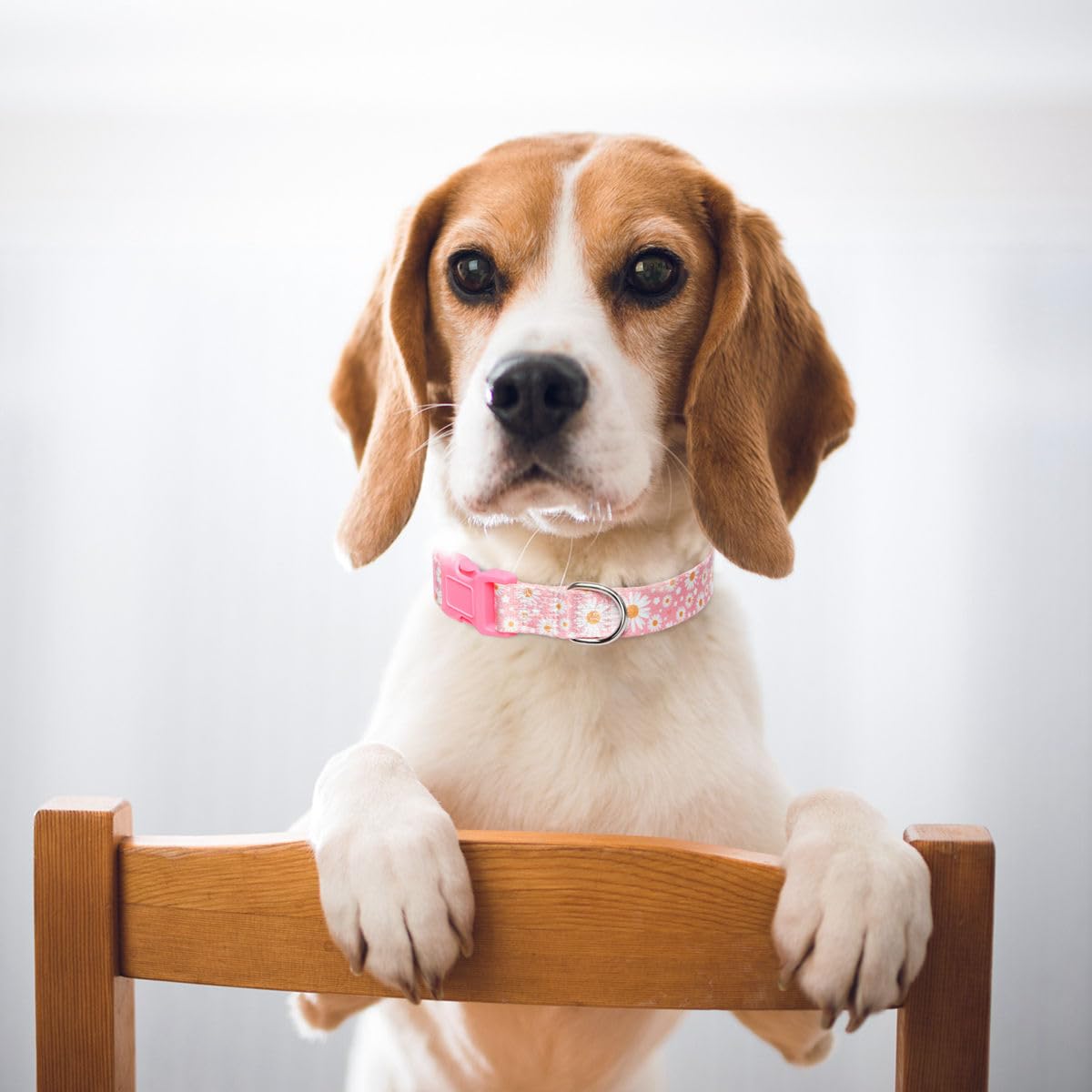 A dog wearing the YOUALSO floral collar during a stroll in sunlight.