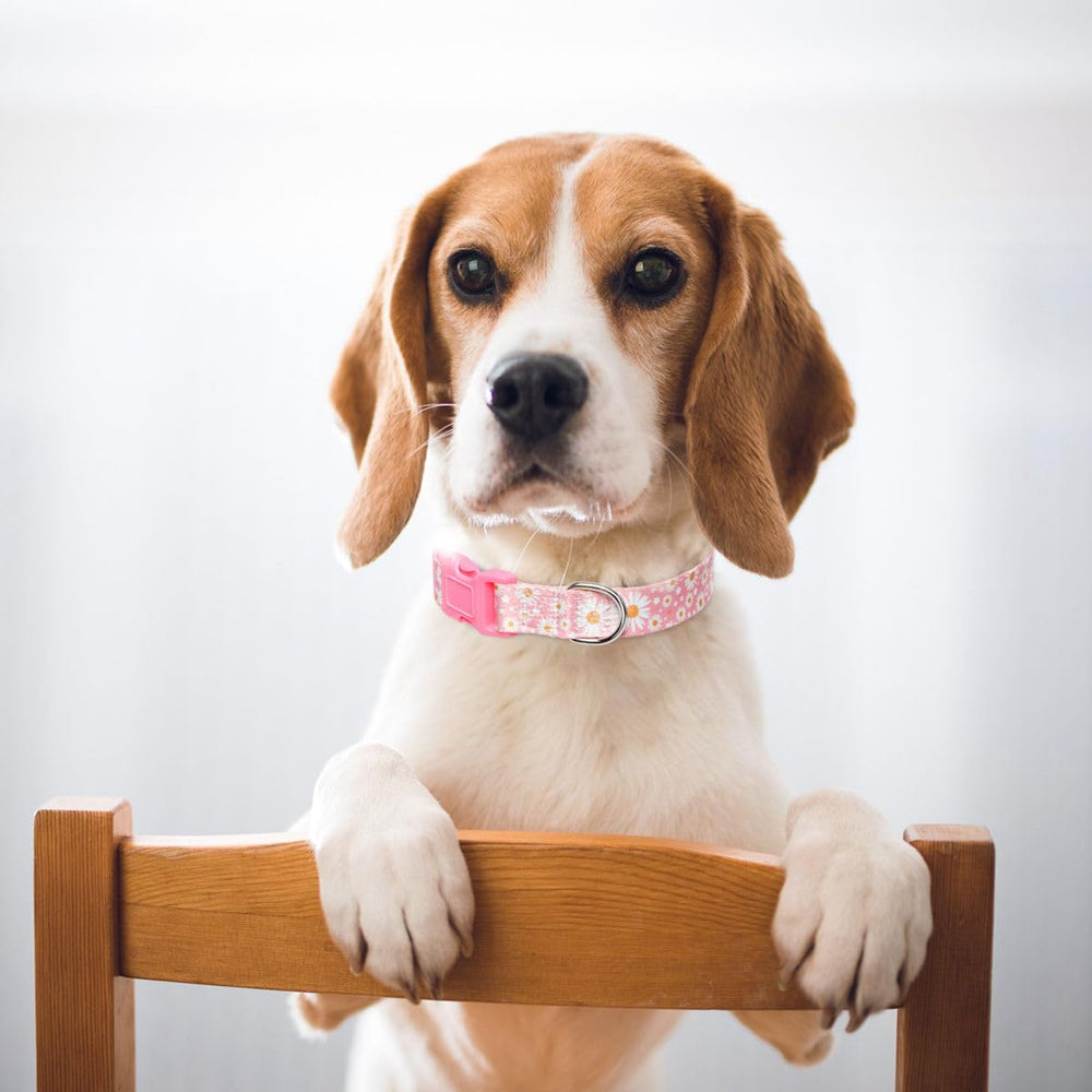 A dog wearing the YOUALSO floral collar during a stroll in sunlight.