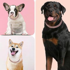 YOUALSO gold chain dog collar worn by a dog during daily walks for lightweight comfort.