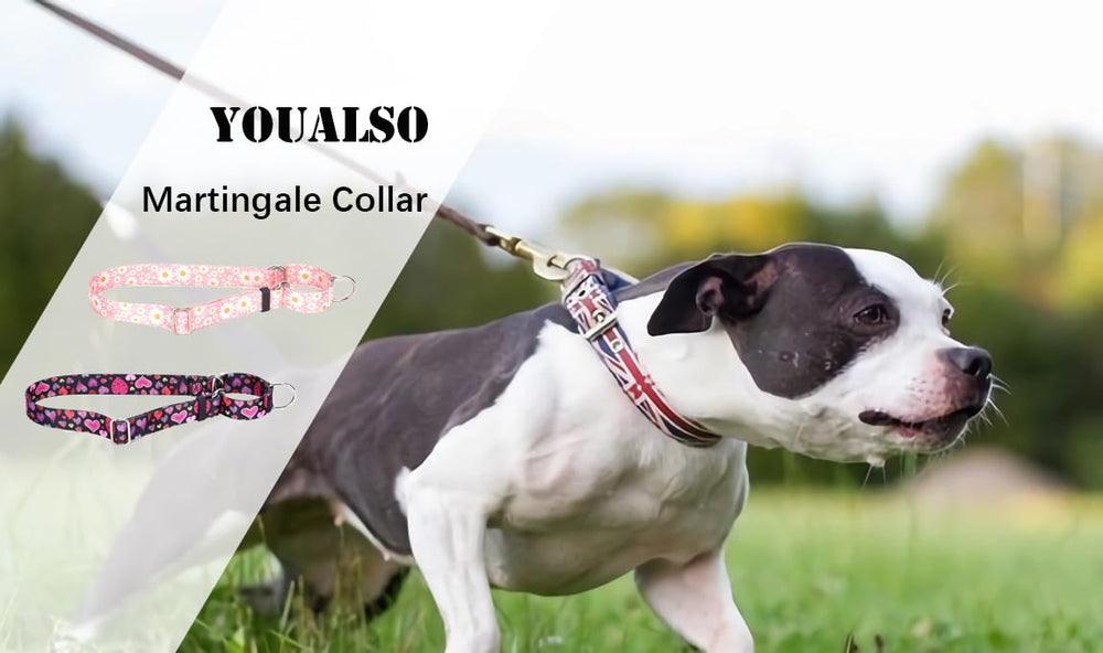 YOUALSO martingale collar adjustable sizes fit multiple necks for secure training