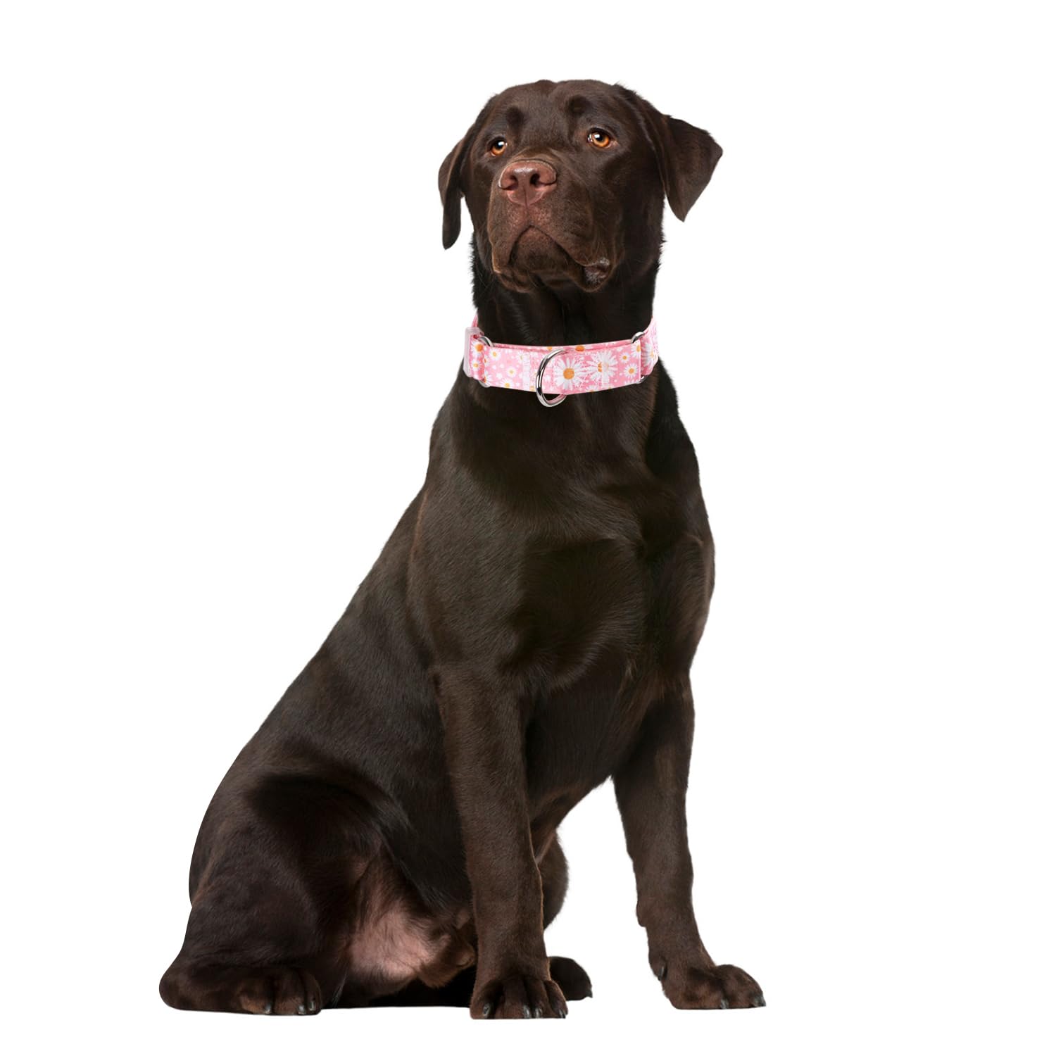 YOUALSO martingale collar gentle tighten action supports controlled walks