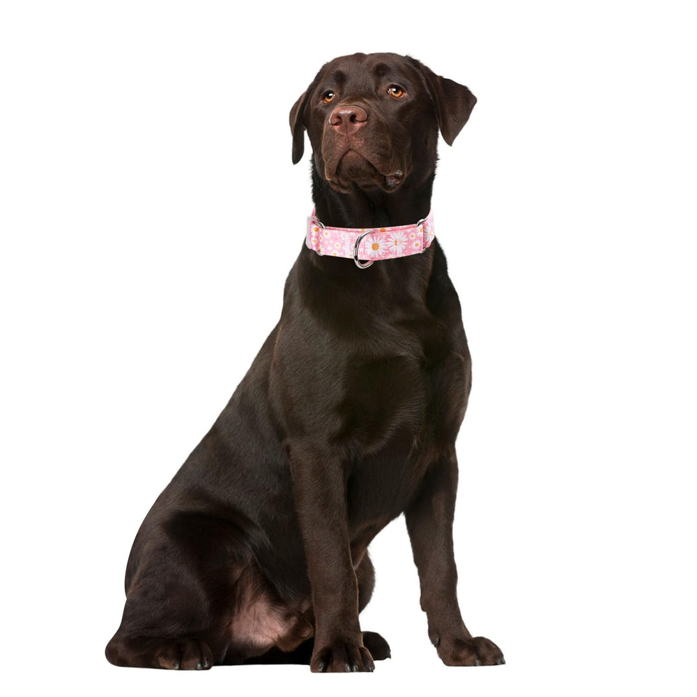 YOUALSO martingale collar gentle tighten action supports controlled walks