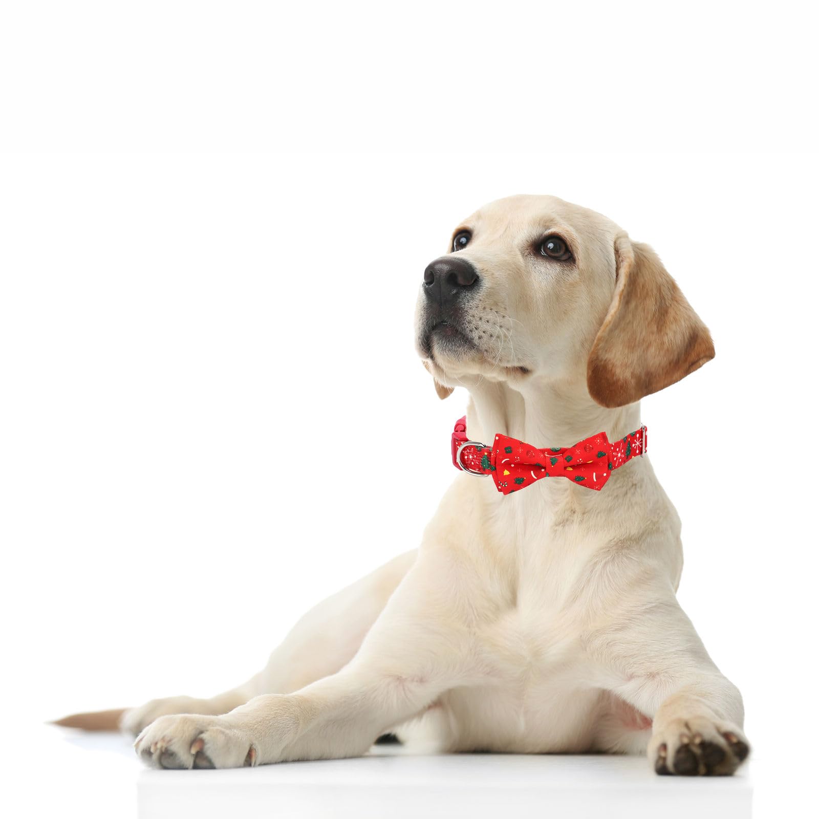 YOUALSO nylon webbing dog collar closeup highlights durability for active dogs.