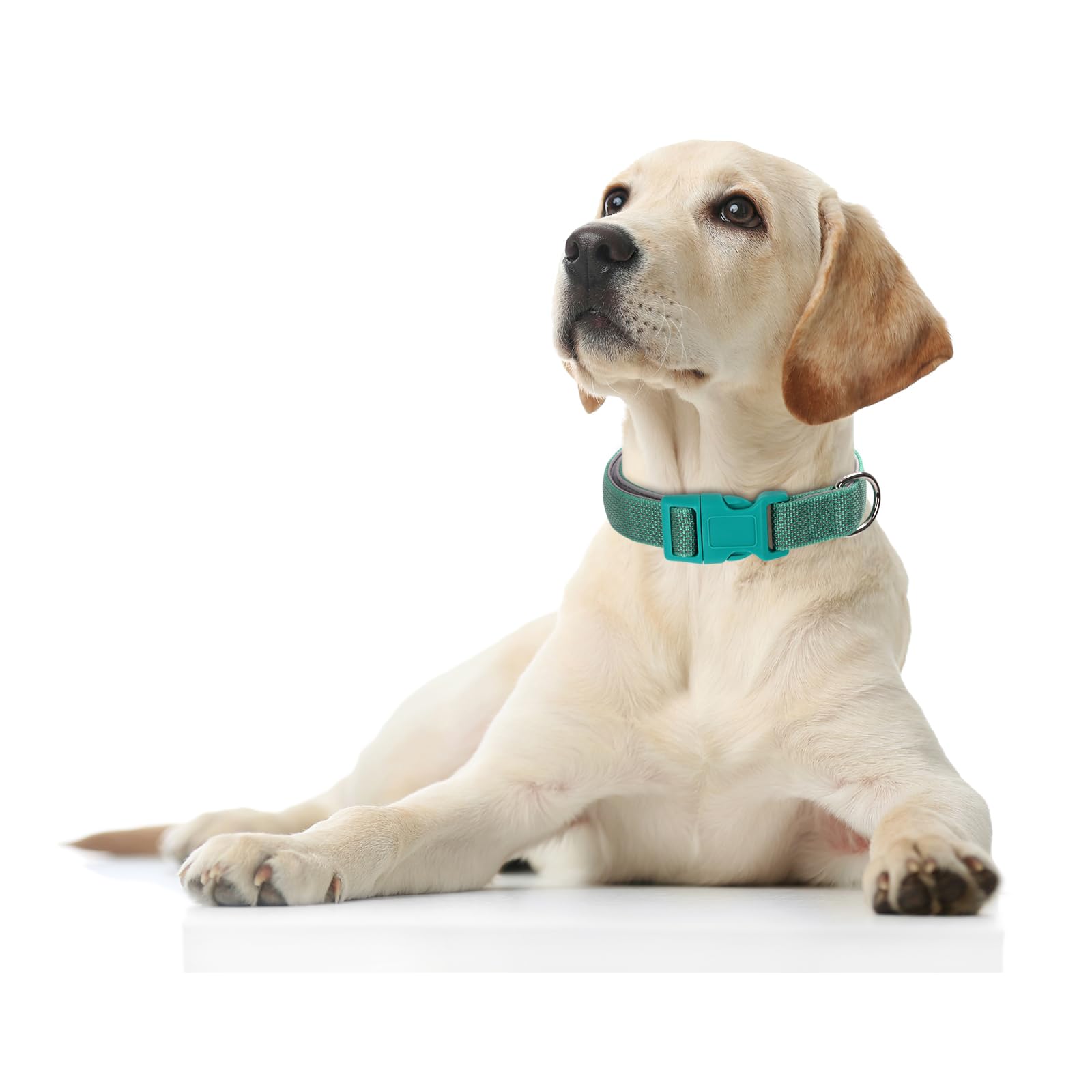 YOUALSO orange reflective dog collar showing neoprene padding for comfortable daily wear