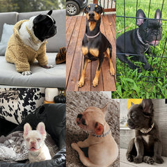 YOUALSO pink diamond collar on dog adds cute charm for photos.