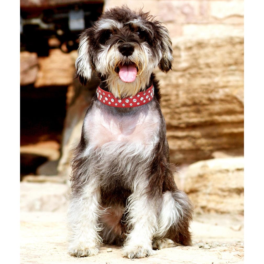 YOUALSO red rhinestone dog collar on a medium dog during a holiday event