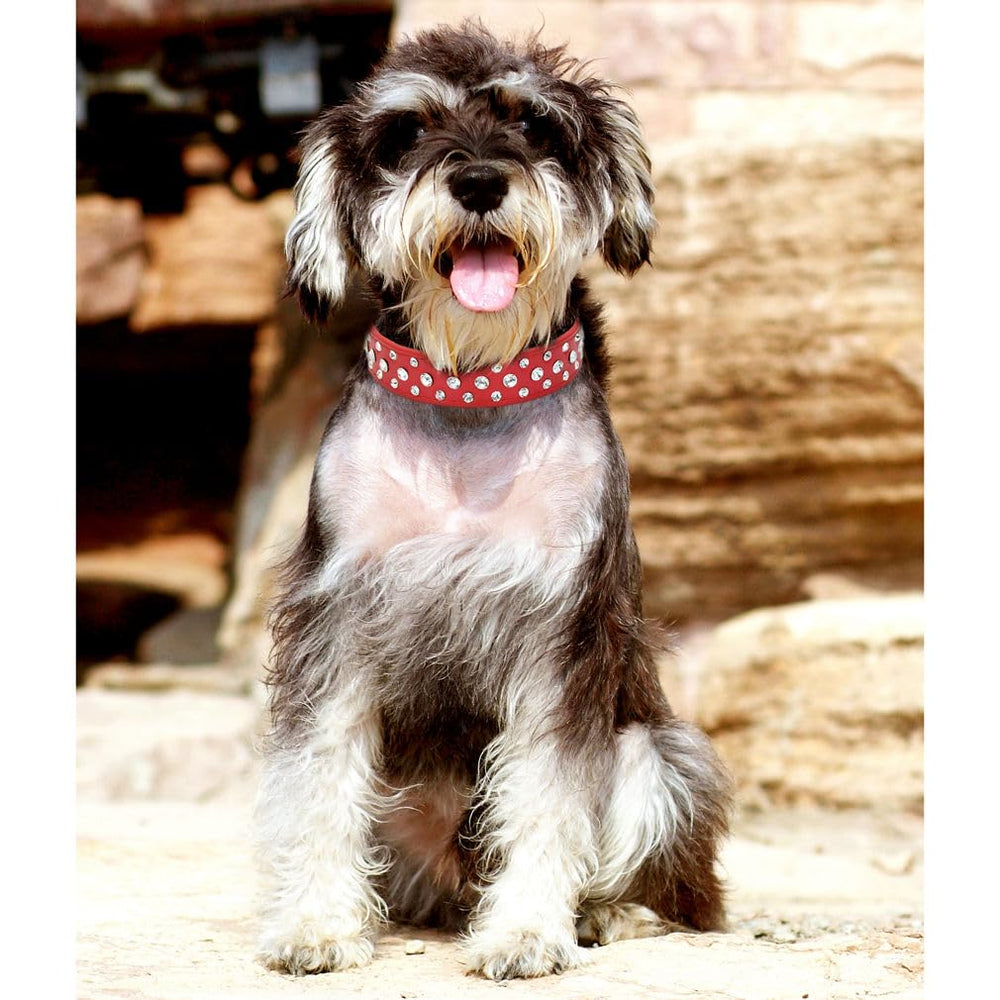 YOUALSO red rhinestone dog collar on a medium dog during a holiday event