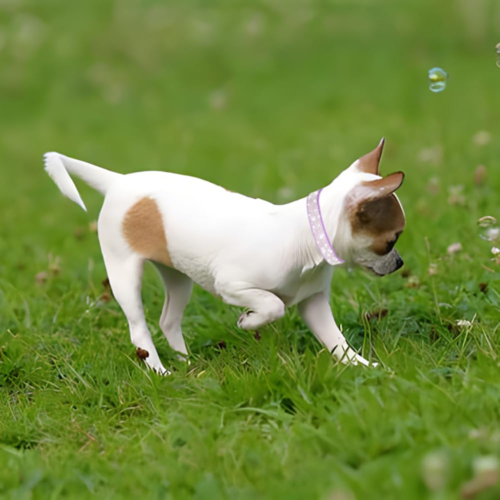 YOUALSO rhinestone collar for small dogs worn during daily walks.