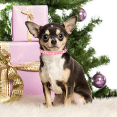 YOUALSO small dog collar bling showcases eye-catching shine for festive photos.