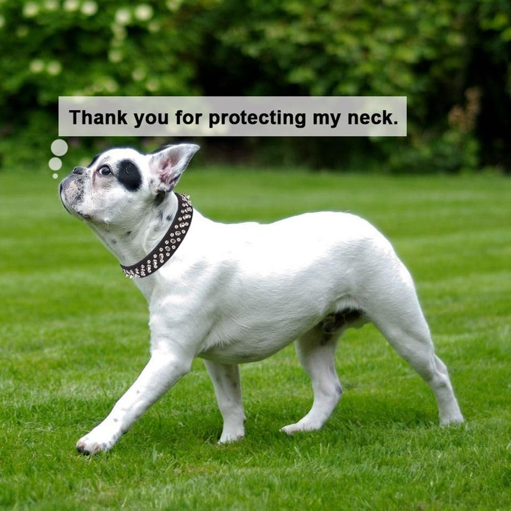 YOUALSO spiked collar worn during walk demonstrates everyday comfort and safety