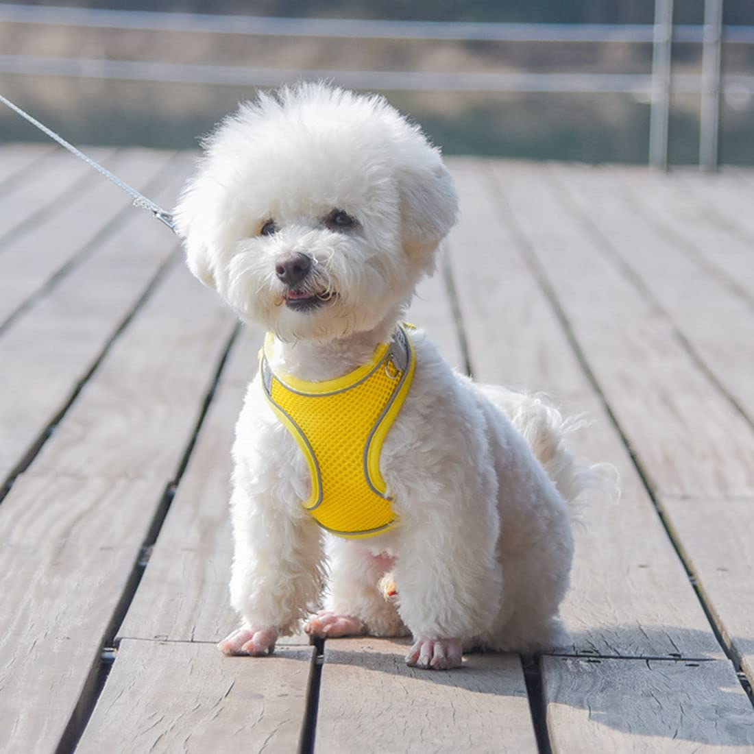 YOUALSO XS leash 5ft pink nylon for daily walks.