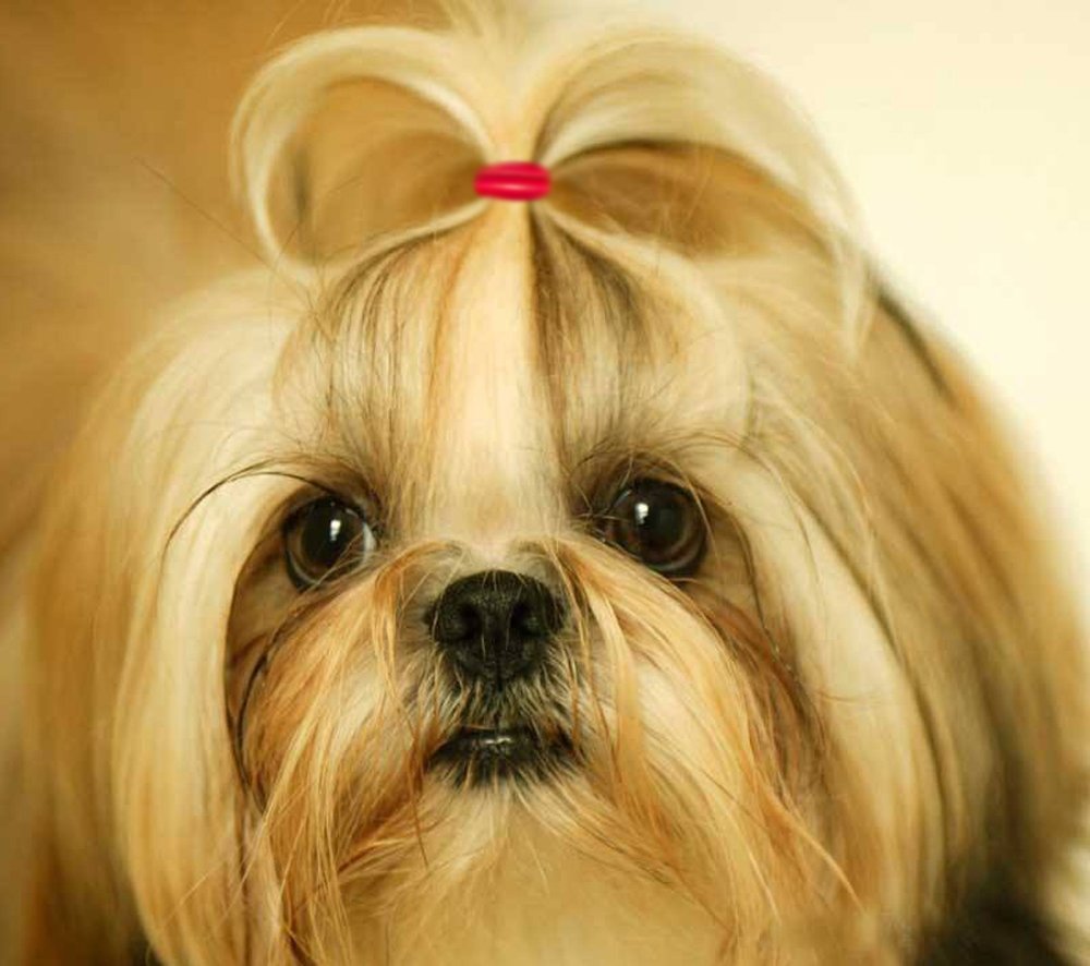 YOY stretchable pet bands deliver durable hold for grooming