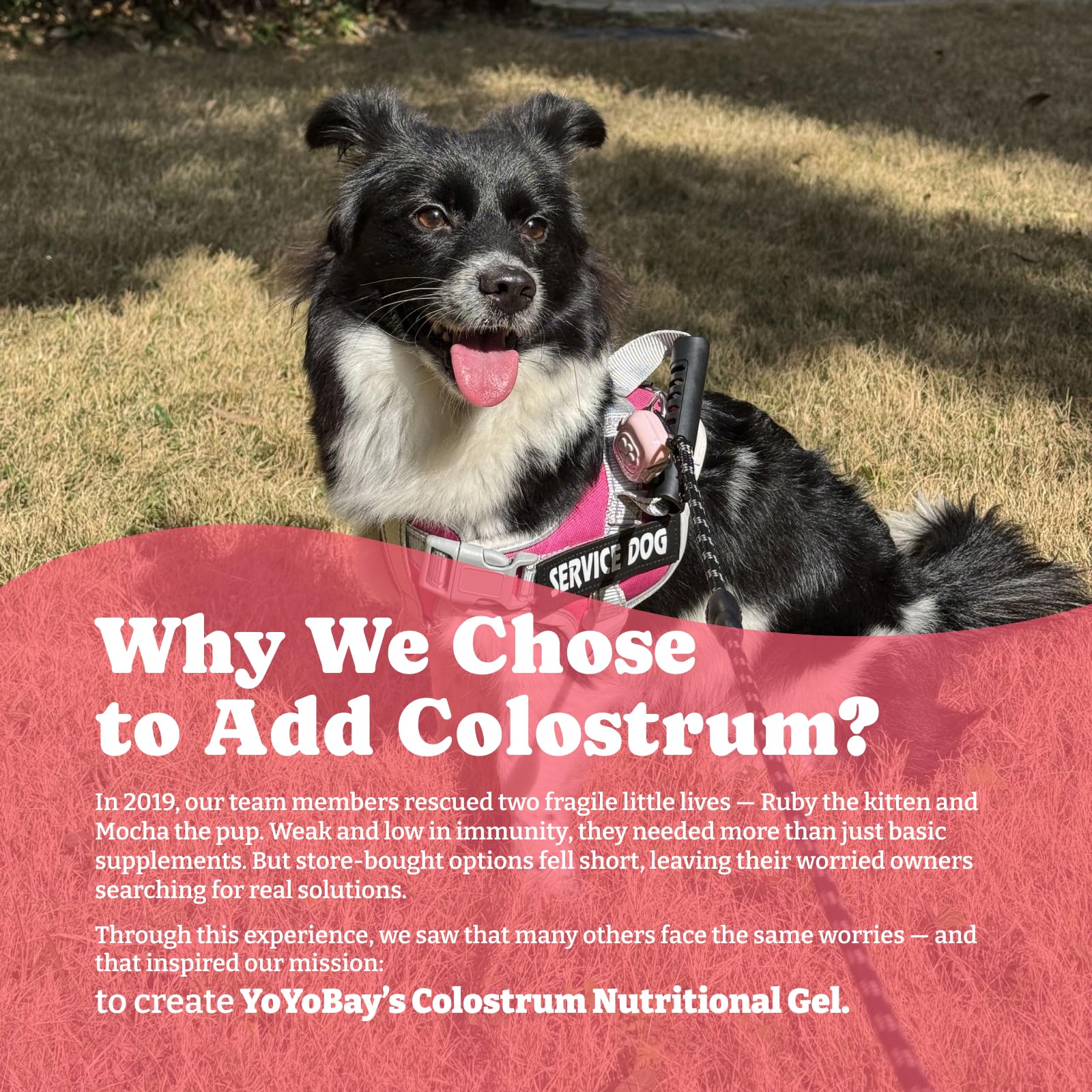 YoYoBay Colostrum Gel serving spoon demonstrates simple dosing for seniors.