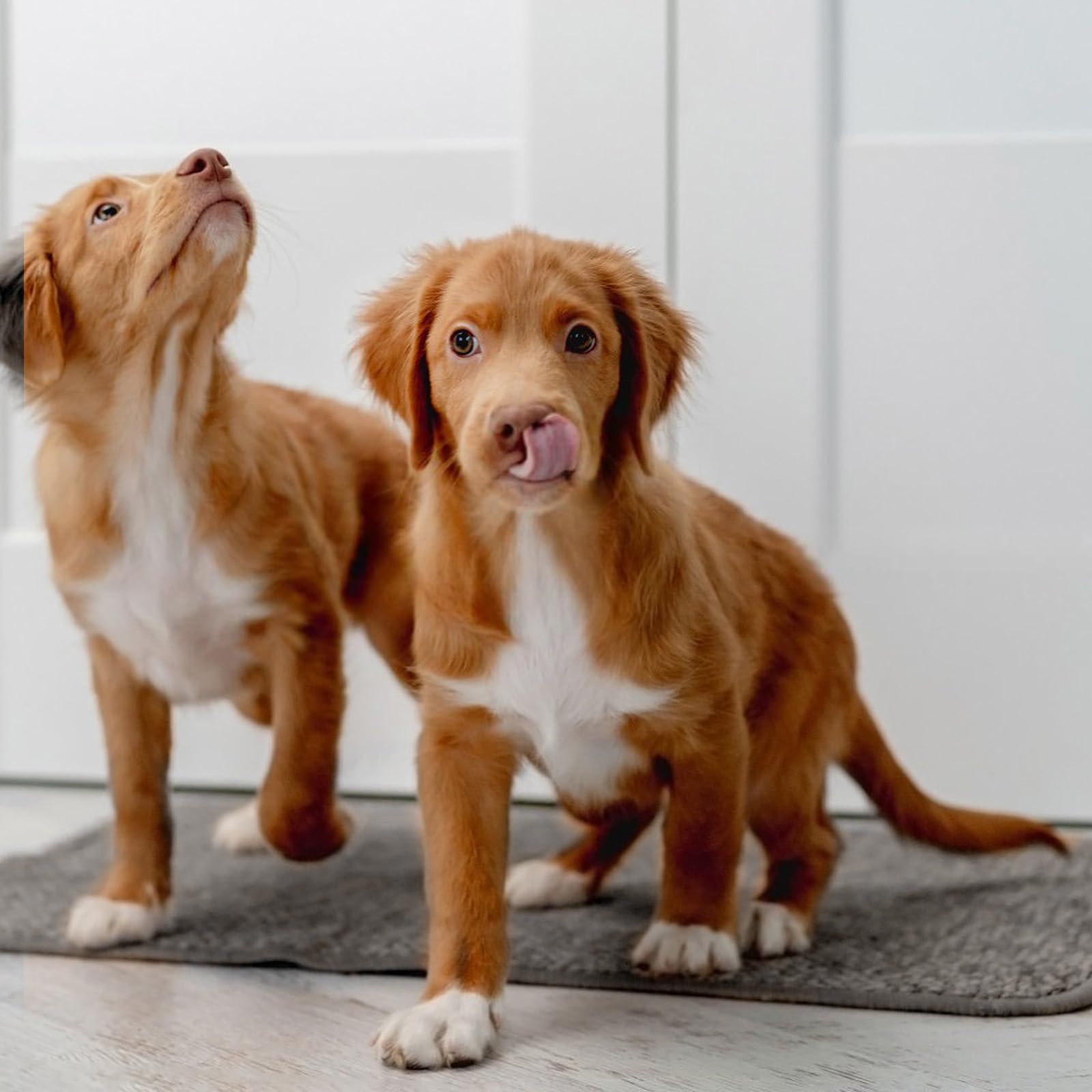 Ysglory multi-use small animal bedding suitable for guinea pigs, rabbits, and more.