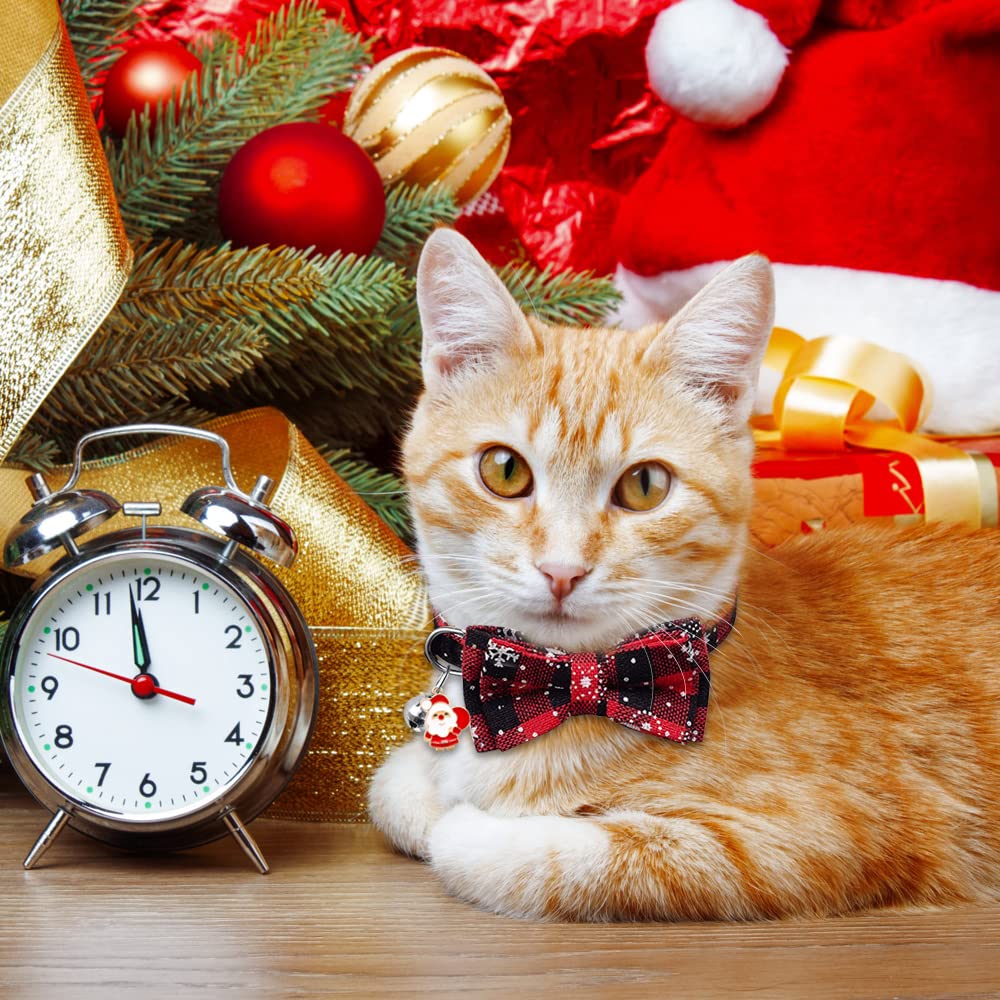 YUJUN Christmas collar on a cat during family photo session.