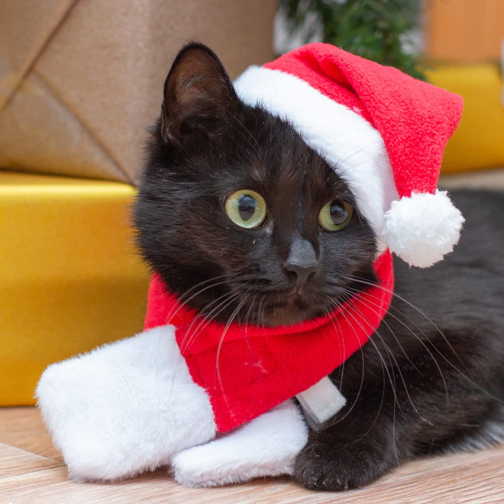 YUJUN pet Christmas party-ready look for holiday photos