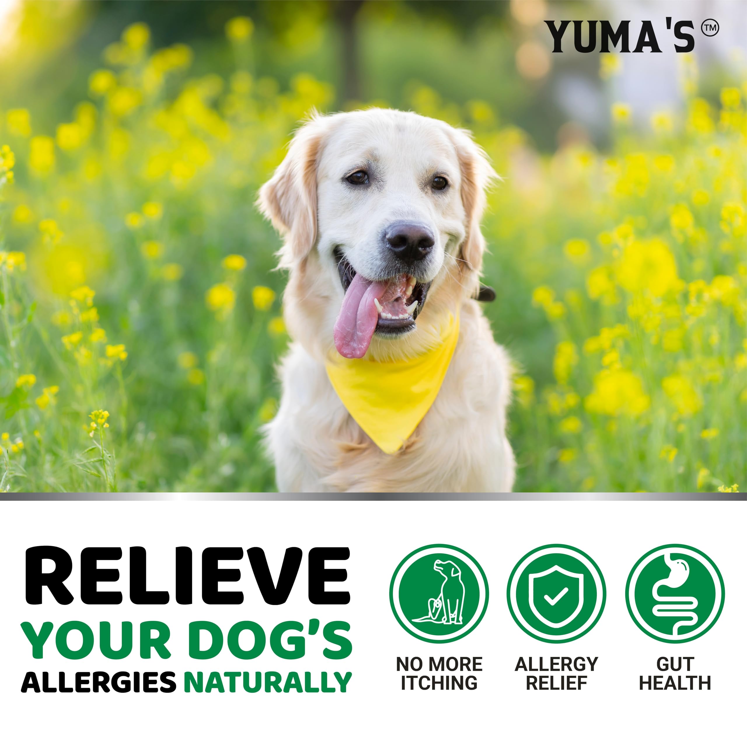 YUMA'S dog allergy relief chews lifestyle shot shows healthy coat support