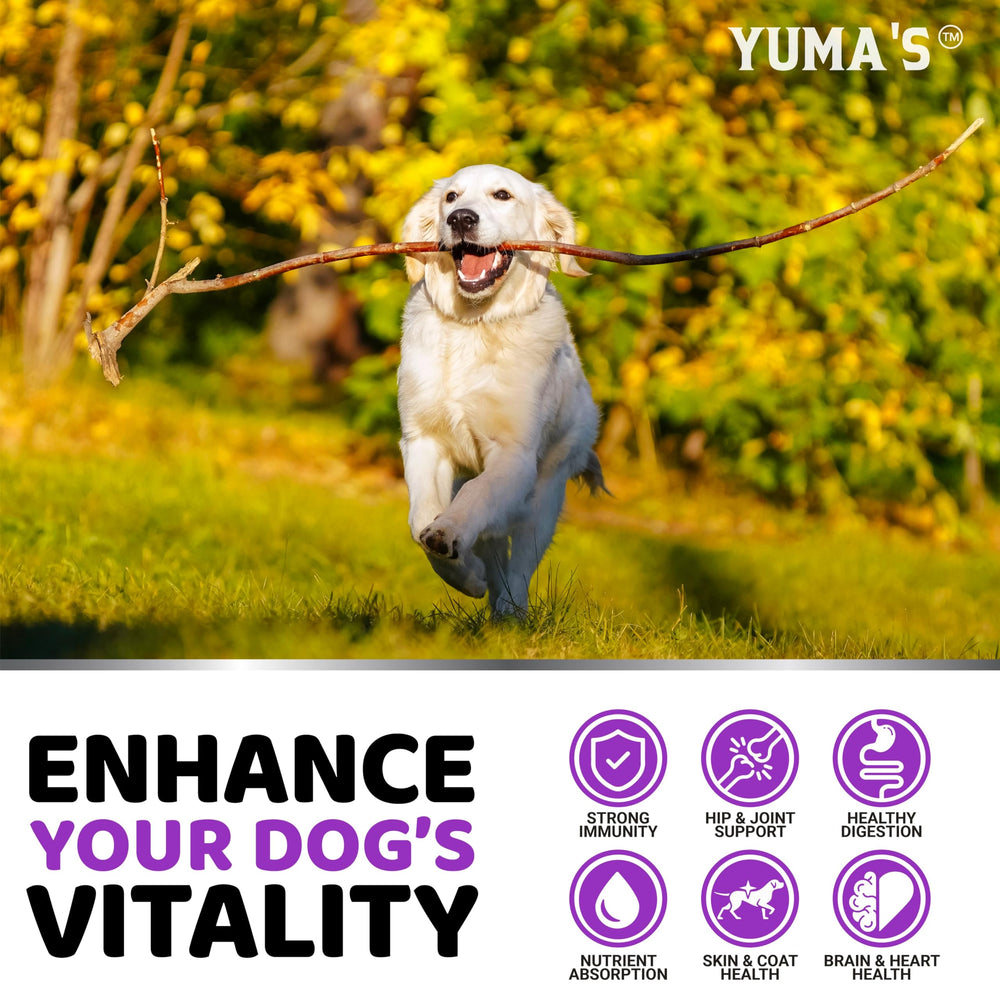 YUMA'S dog vitamins hip joint care panel illustrates flexibility and activity for seniors