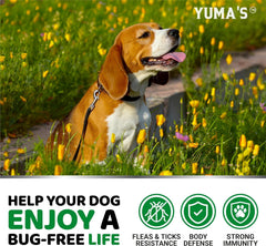 Yumas flea-tick chews daily-use scene; supports routine protection.