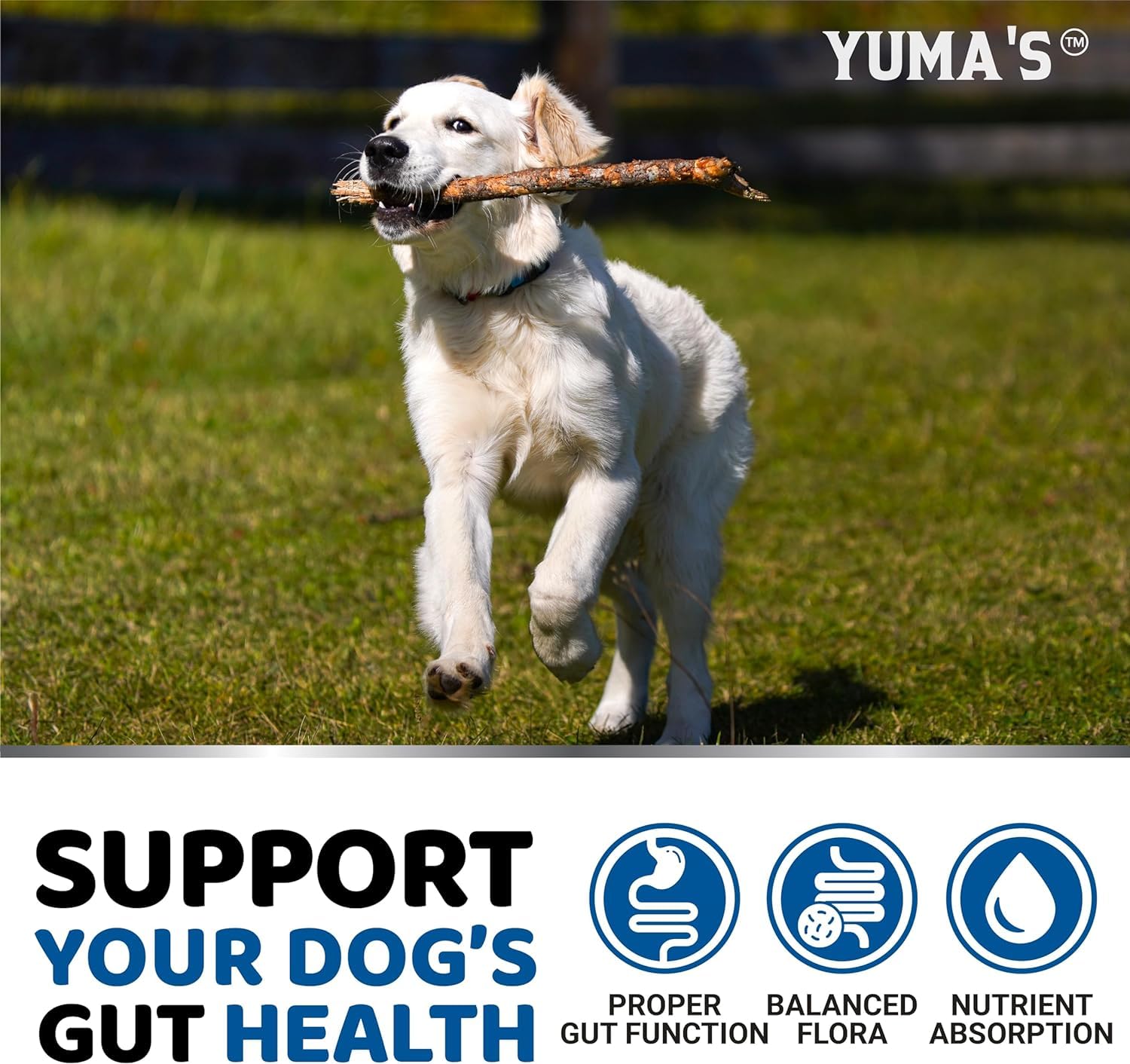 YUMA'S product illustration featuring digestive enzymes and fiber for canine gut health