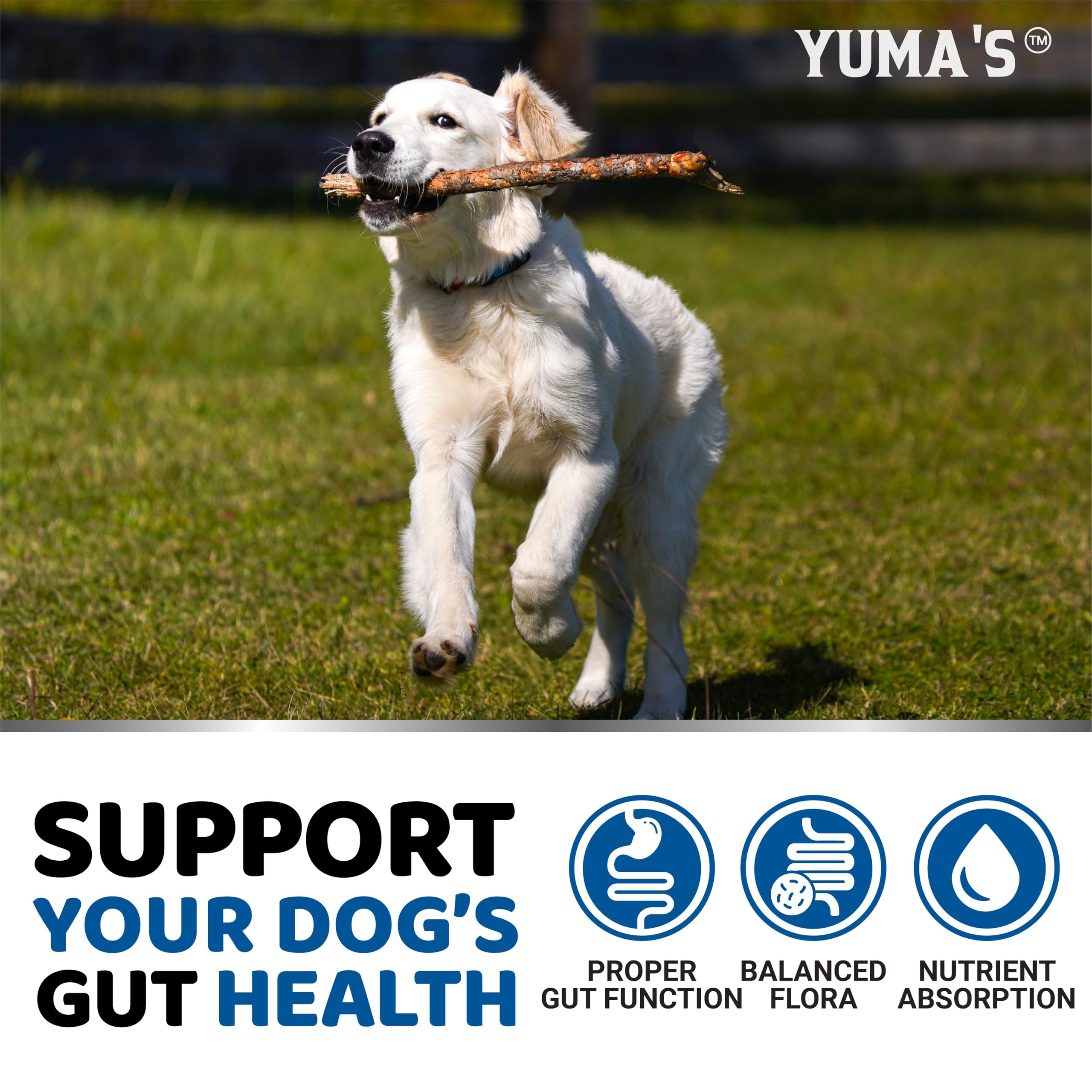 YUMA'S Probiotics for Dogs digestive support close-up showing texture and ingredients