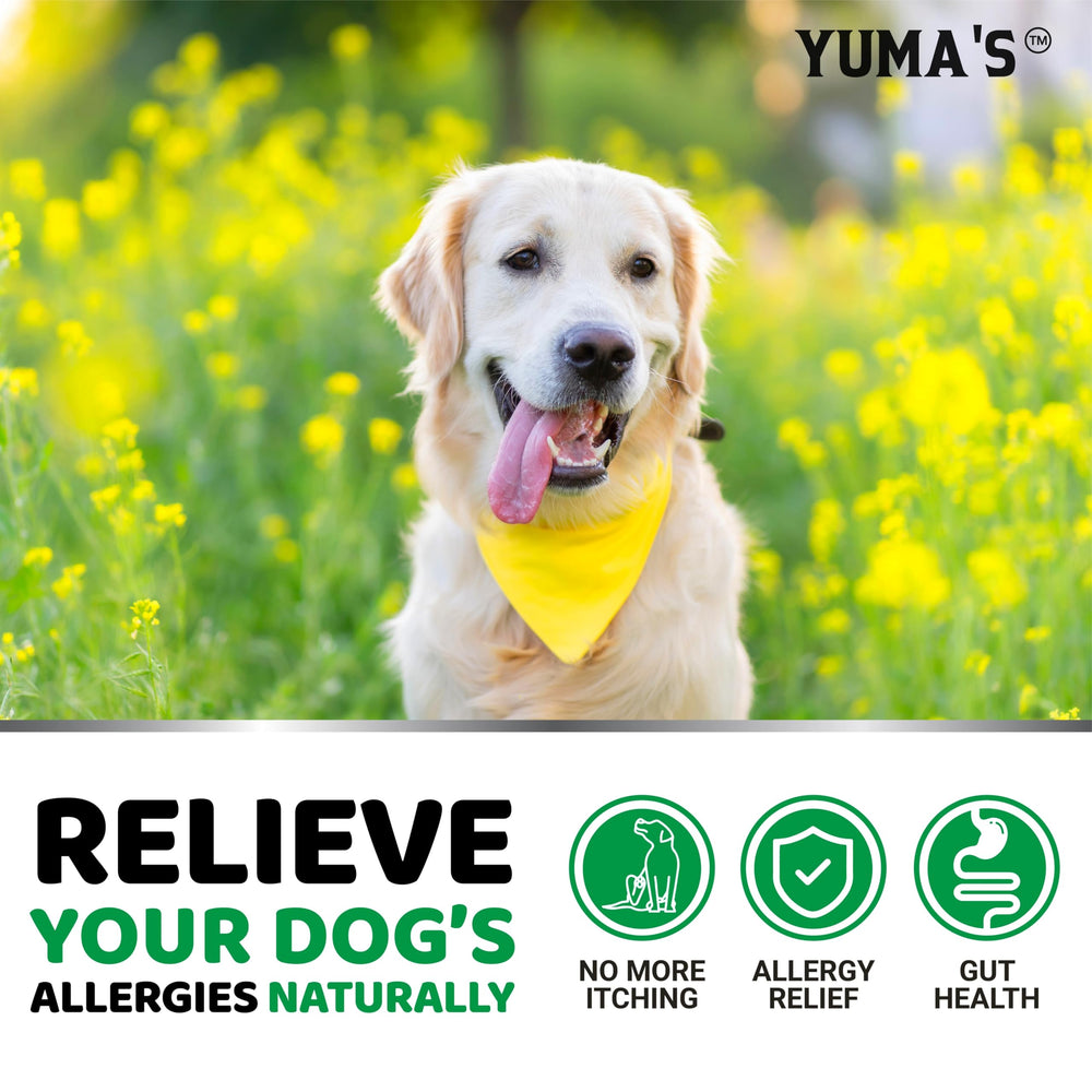 YUMA'S Dog Allergy Relief Chews packaging shows a 240-treat supply.