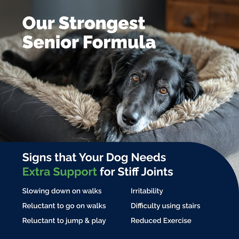 YuMOVE senior-dog on stairs conveys potential eased movement and continued stair-climbing independence.