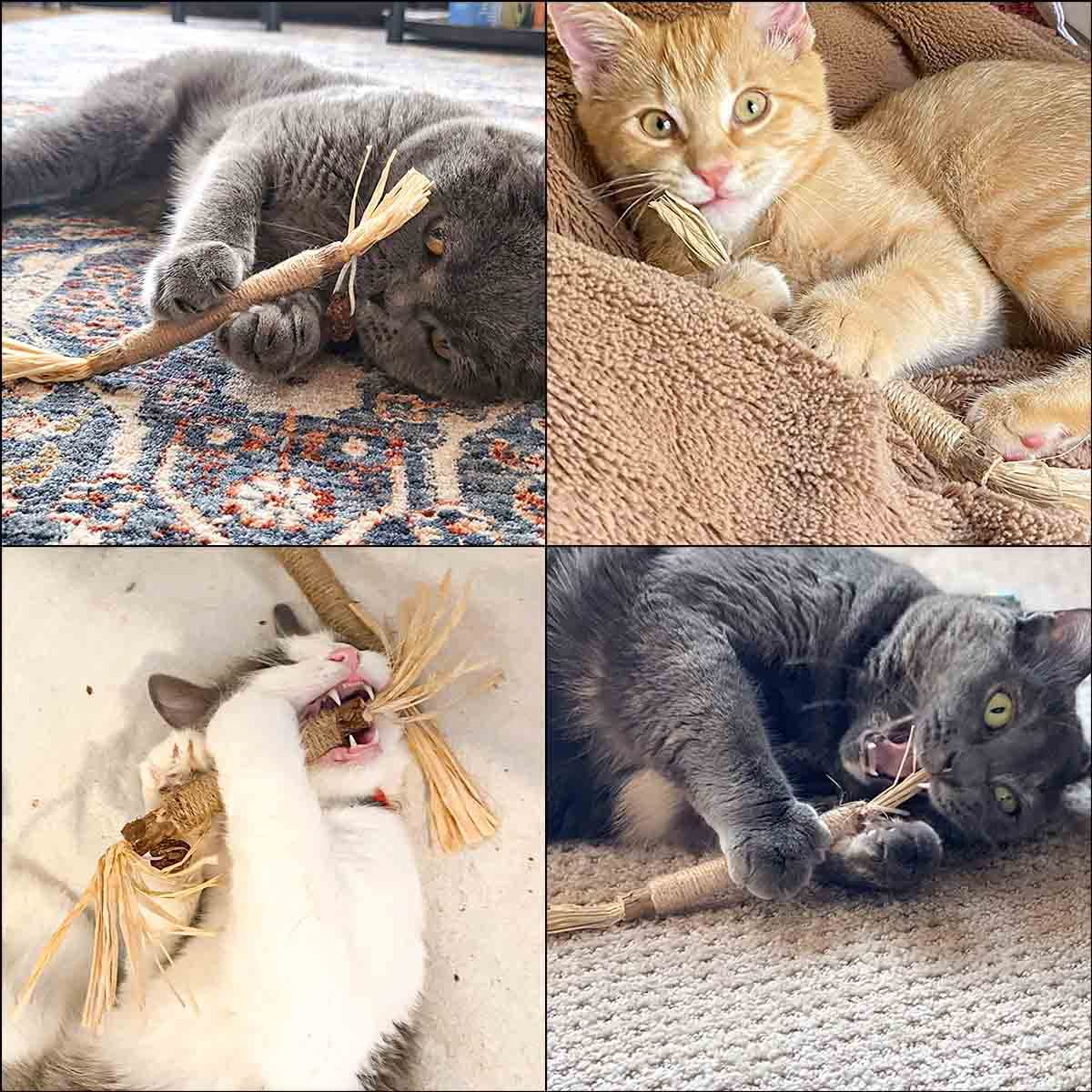 Yuntop silvervine sticks cat chew close-up showing natural attractants for interactive play