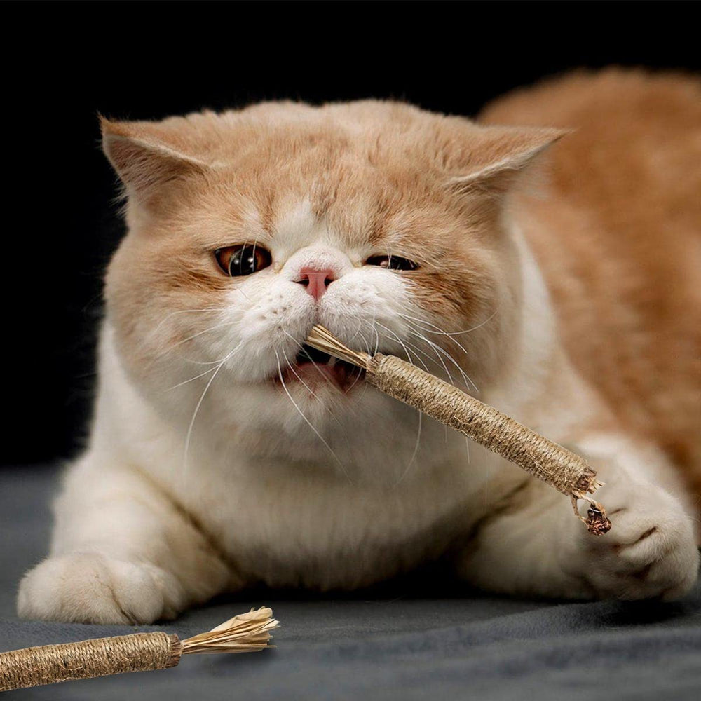 Yuntop silvervine sticks in action with a cat playing indoors