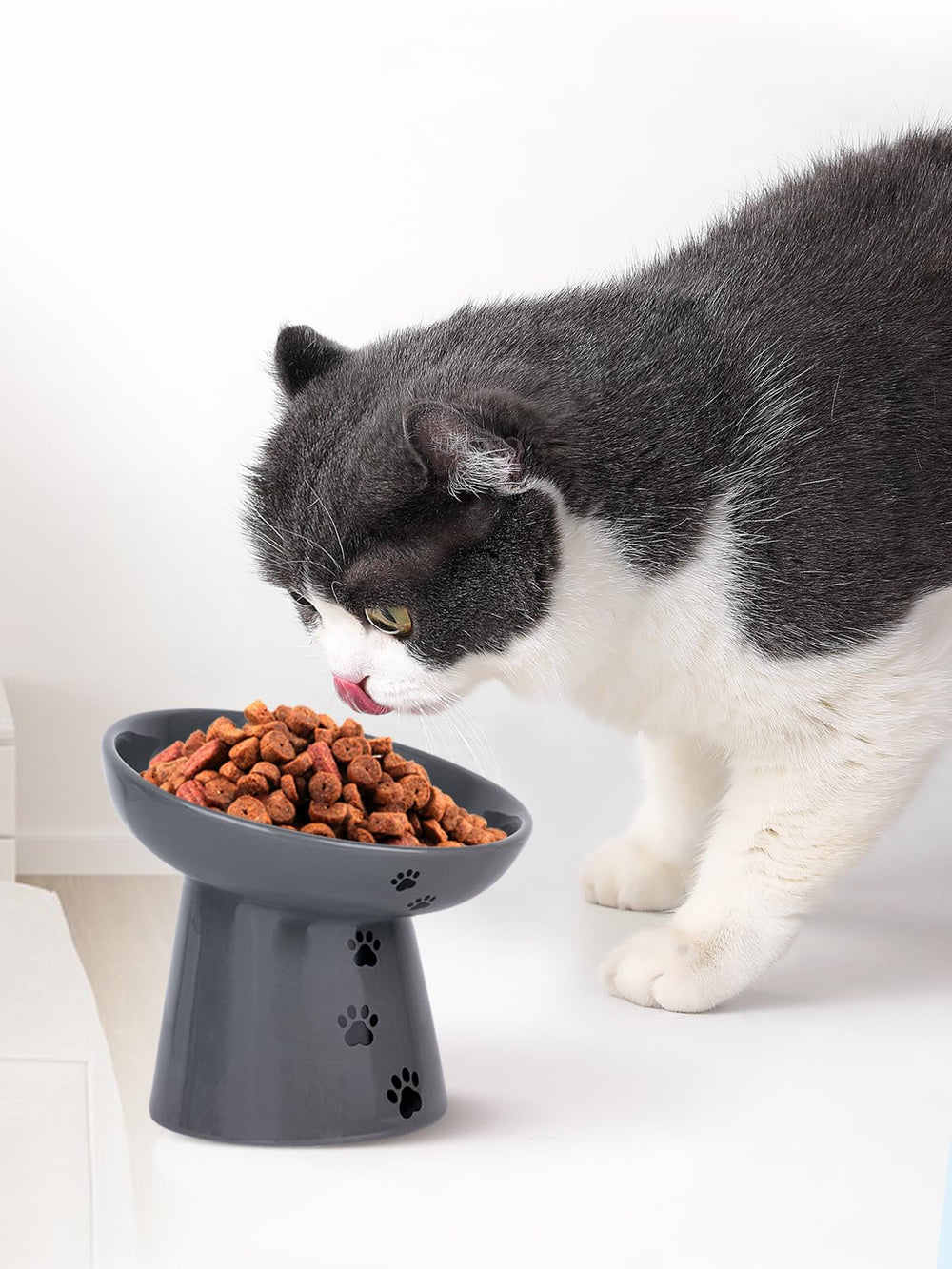 Y YHY cat bowl for dry and wet foods demonstrates versatility
