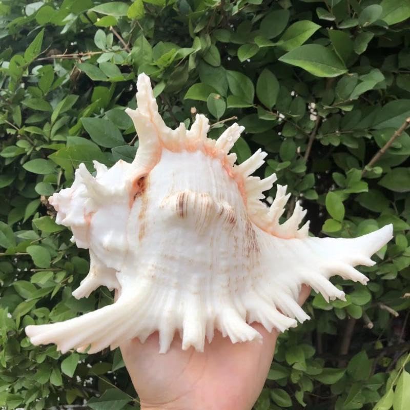 YZHZOM beach party conch shell decor for seasonal celebrations